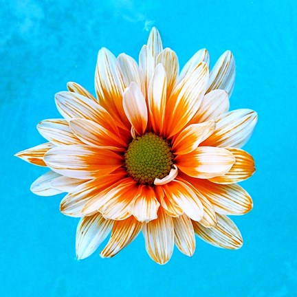 Framed Peach Daisy Print