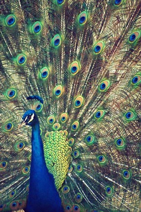 Framed Royally Blue I Print