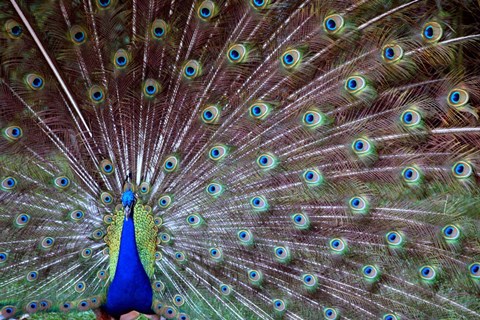 Framed Wild Beauty Print