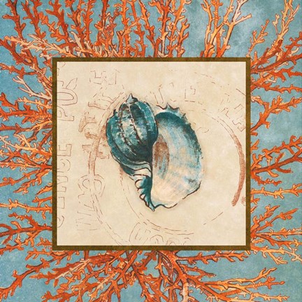 Framed Coral Medley Shell II Print