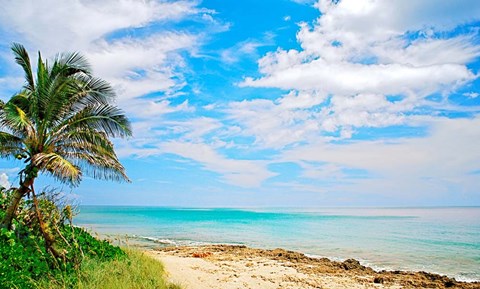 Framed Paradise Print