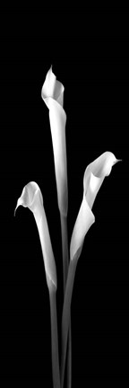 Framed Calla Lilies on Black II Print
