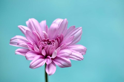 Framed Surrounded in Blue Print