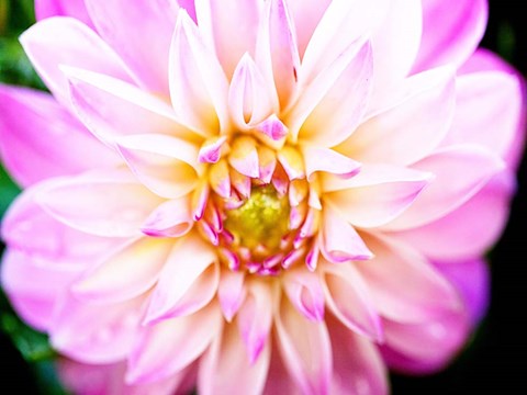 Framed Pink Explosion II Print