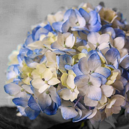 Framed Hydrangeas I Print