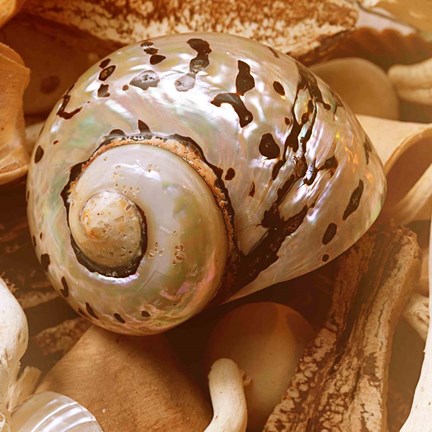 Framed By the Seashore Square II Print