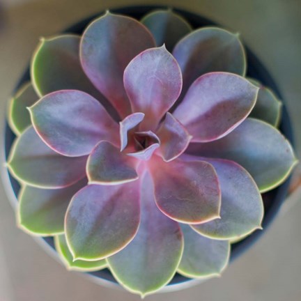 Framed Close to Nature Print