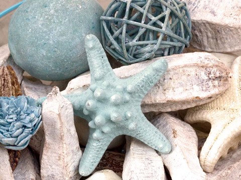 Framed Bundle of Shells I Print