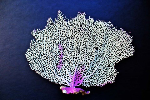 Framed Coral On Navy II Print