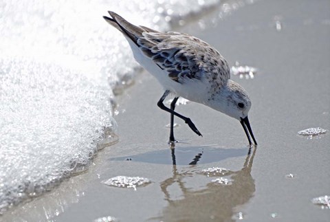 Framed Sandpiper IIA Print