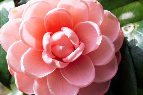 Framed Coral Bloom Print