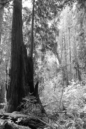 Framed Tree Path II Print
