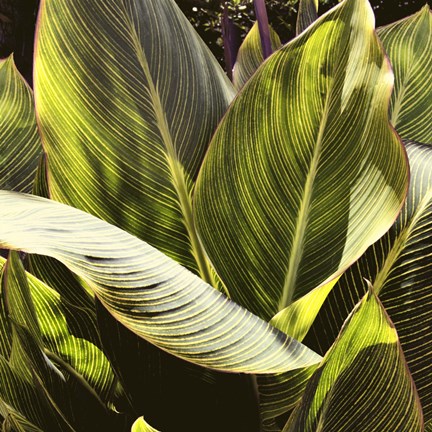 Framed Plant Exploration I Print