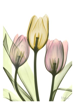 Framed Gentle Tulips Print