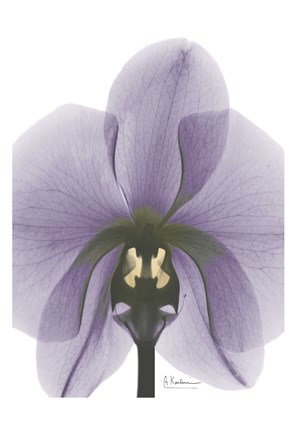Framed Purple Orchid A29 Print