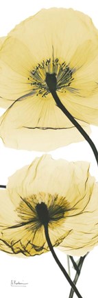 Framed Iceland Poppy Yellow Print