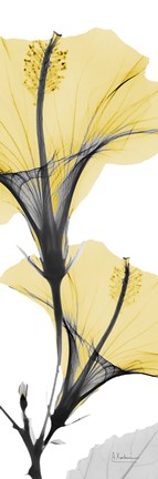 Framed Hibiscus Yellow Print