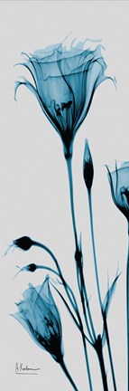 Framed Blue Gentian Print