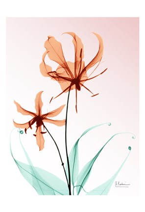 Framed Gloriosa Lily Corals Print