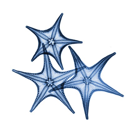 Framed Blue Three Starfish Print