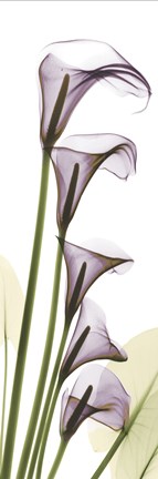 Framed Lavender Dreams Print