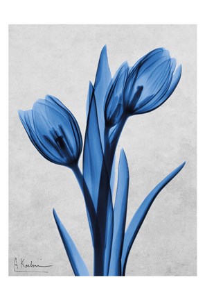 Framed Midnight Tulips Panel Print