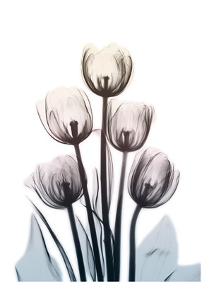 Framed Springing Tulips 2 Print