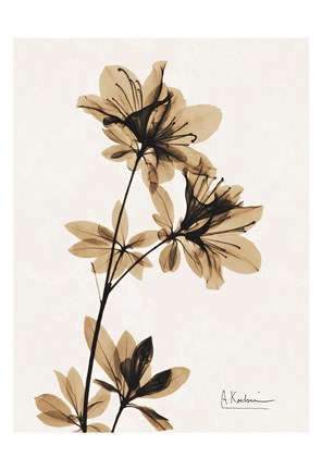 Framed Aged Azalea Print