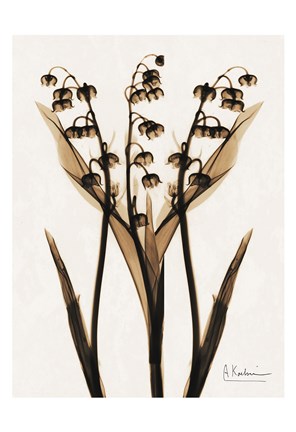 Framed Lily Of The Valley Print