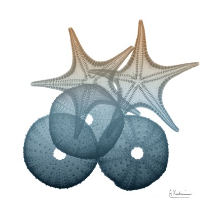 Framed Steel Hues Sea Urchin and Starfish Print