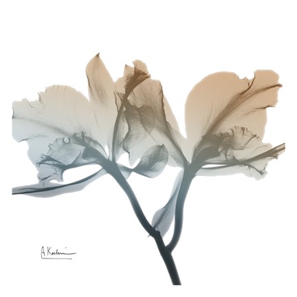 Framed Earthy Orchid Print