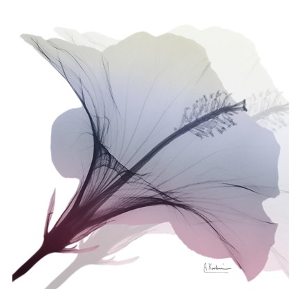 Framed Tasty Grape Hibiscus 2 Print