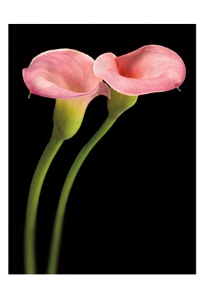 Framed Pink Calla Lilies Print