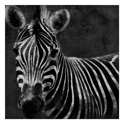 Framed Zebra Black And White Print