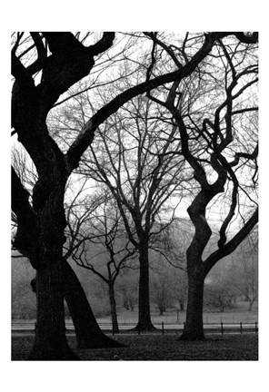 Framed Central Park Dancing Trees Print