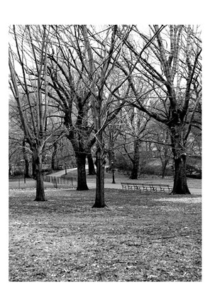 Framed Central Park Image 013 Print