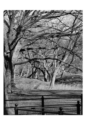 Framed Central Park Image 1745 Print