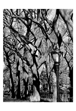 Framed Central Park Image 1744 Print