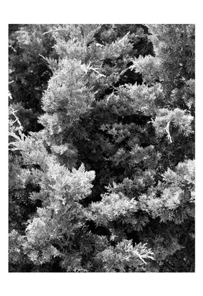 Framed Beach Foliage 3 Print