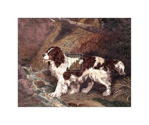 Framed Spaniel Print