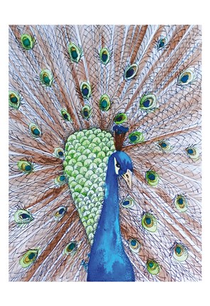 Framed Peacock King Print