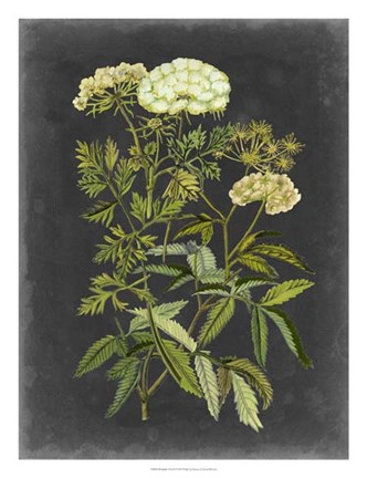 Framed Bookplate Floral I Print