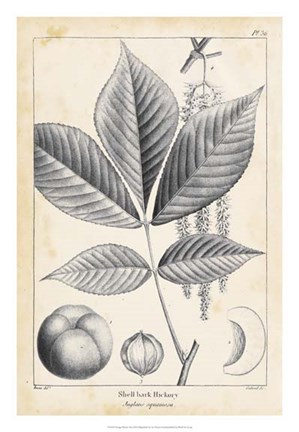 Framed Vintage Hickory Tree Print