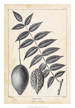 Framed Vintage Butternut Tree Print