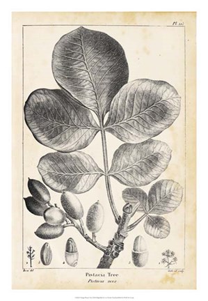 Framed Vintage Pistachio Tree Print