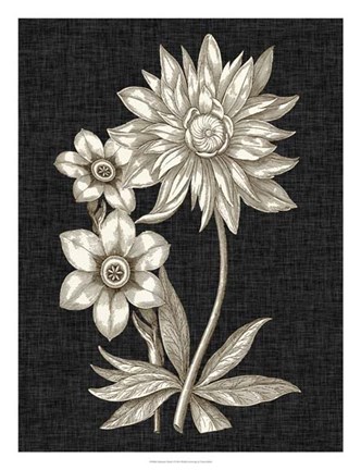 Framed Dramatic Chintz II Print