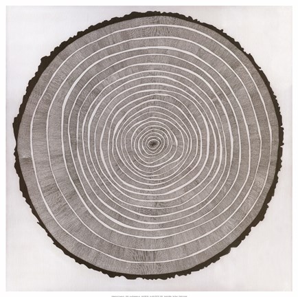 Framed Tree Theory Print