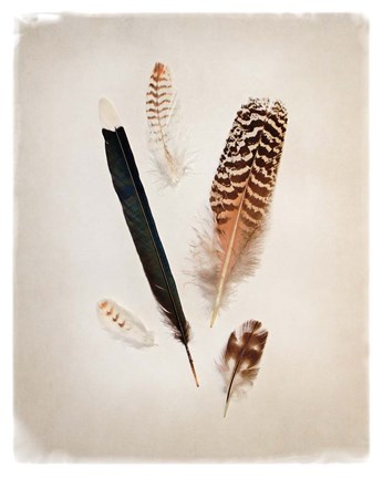 Framed Feather Group II Print