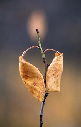 Framed Candle Plant Print