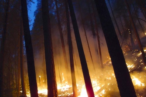 Framed Burning Forest Print